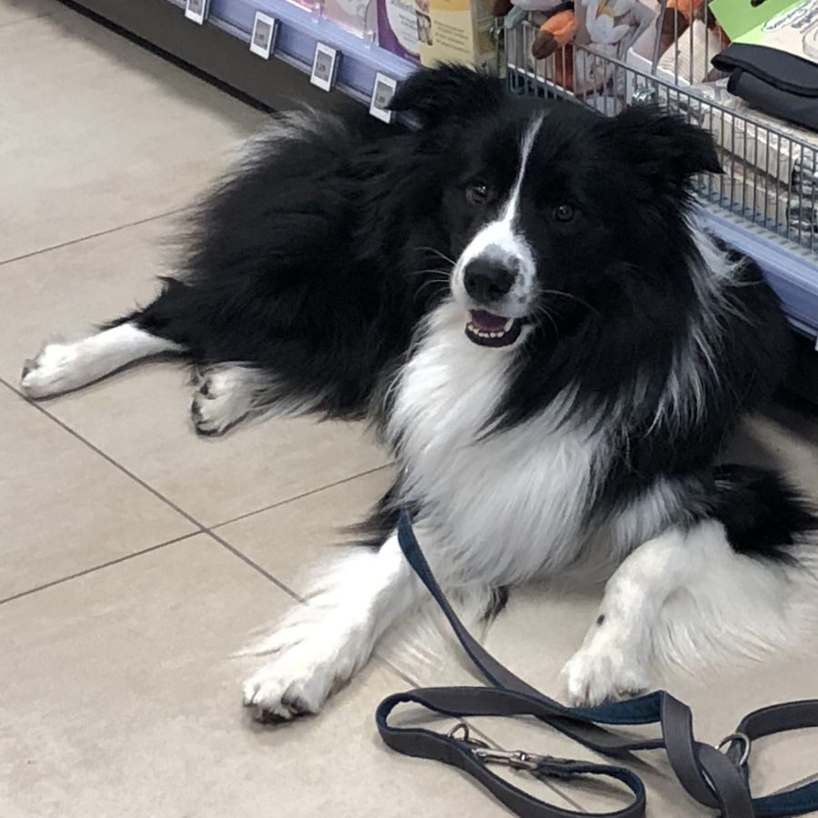 Ausbildung Assistenzhunde Einzel Unterricht Mittwo