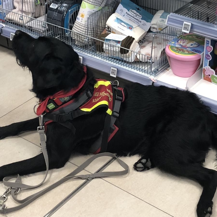 Ausbildung Assistenzhunde Einzel Unterricht Mittwo