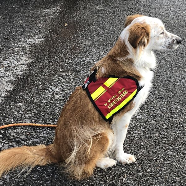 Kurs Mittwoch 04 02 26 Hundesprache erlernen in Th