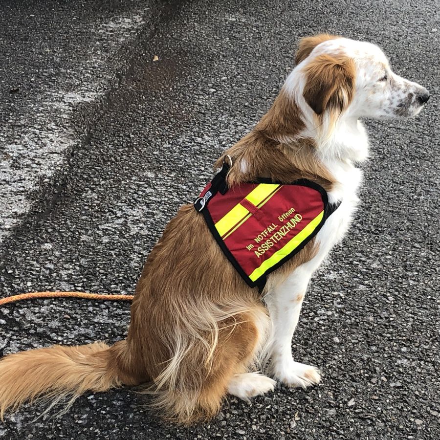 Kurs Mittwoch 04 02 26 Hundesprache erlernen in Th