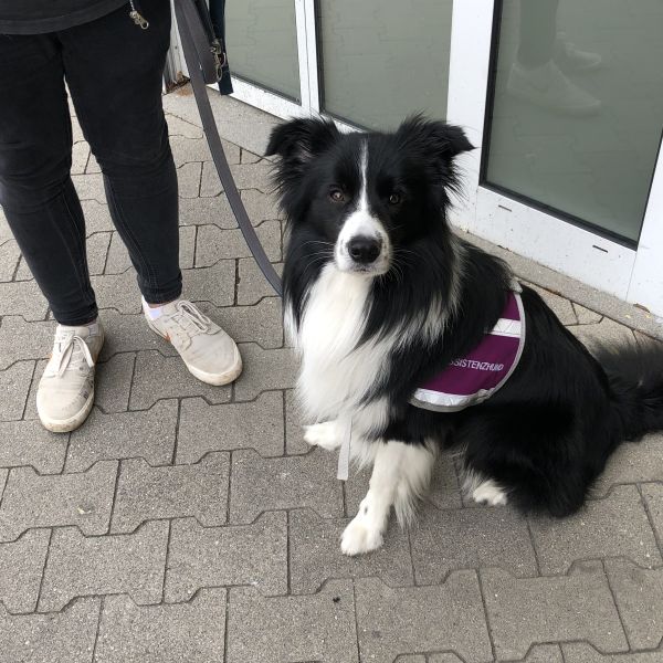 Fortbildung Weiterbildung für Assistenzhundetraine