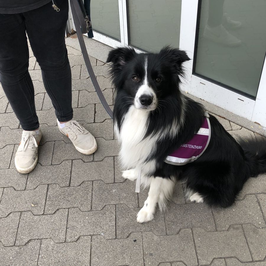 Fortbildung Weiterbildung für Assistenzhundetraine