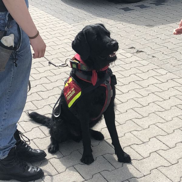 Praxis Hundetraining Familienhunde in der Gruppe 5