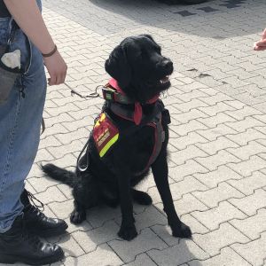 Praktische Hundetraining in München Jetzt Hundefüh