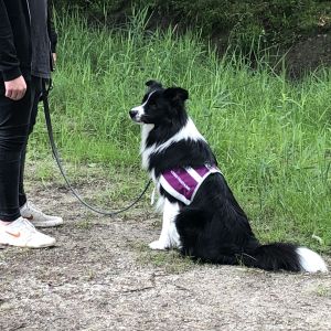 Hundetraining Grundkurs in Rosenheim Jetzt kontakt
