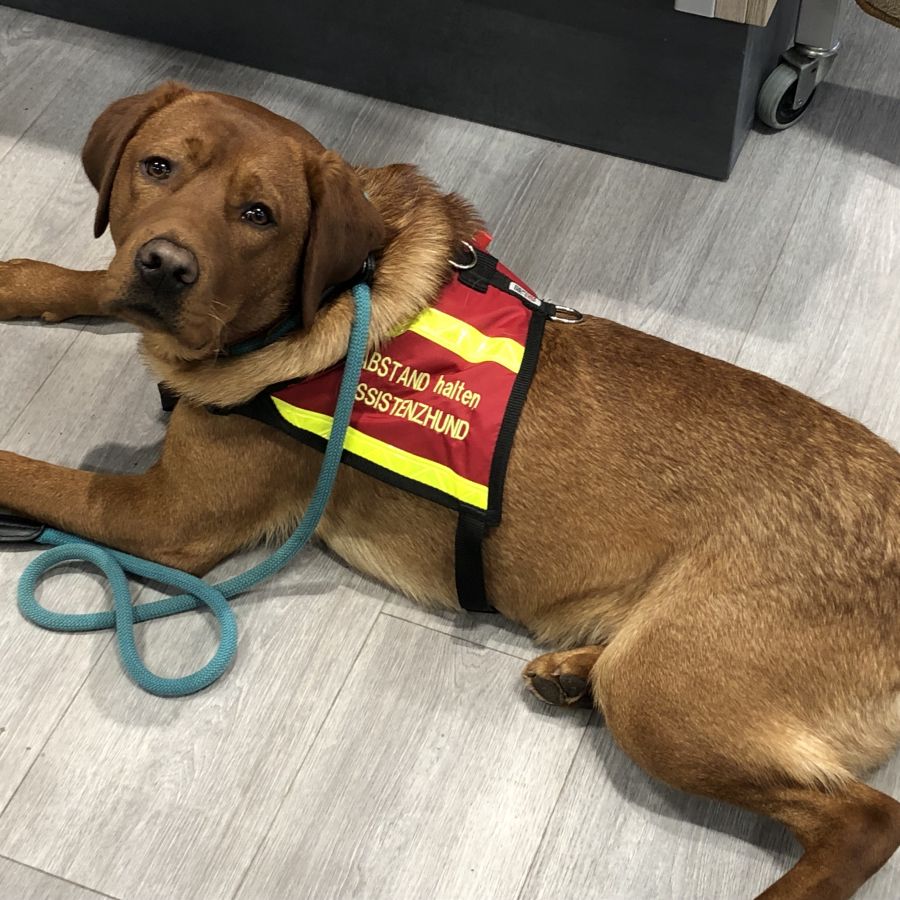 ASSISTENZHUNDE AZUBIS FAMILIENHUNDE Junghund Erzie