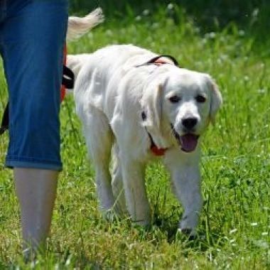 ASSISTENZHUNDE AZUBIS FAMILIENHUNDE Junghund Erzie