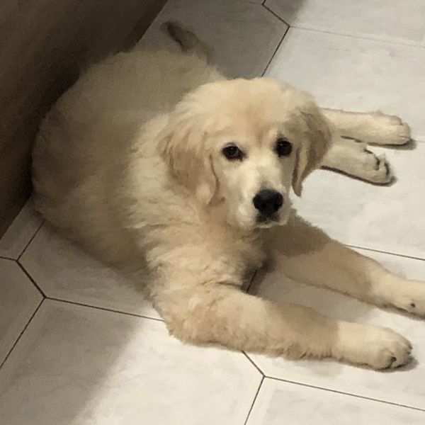 ASSISTENZHUNDE AZUBIS FAMILIENHUNDE Junghund Erzie