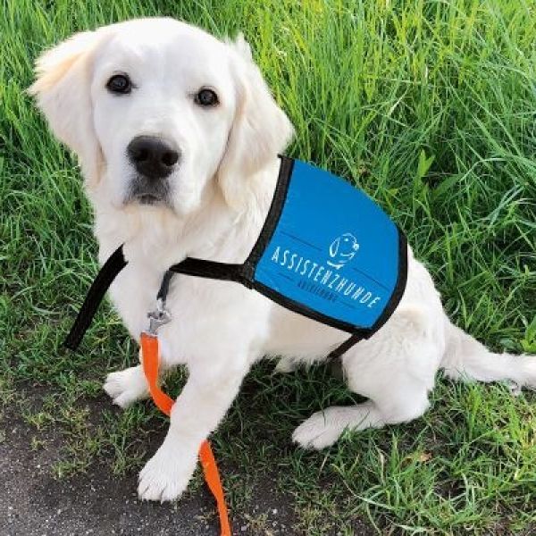 Sonntag 26 07 26 GRUNDKURS für ALLE Hunde Besitzer