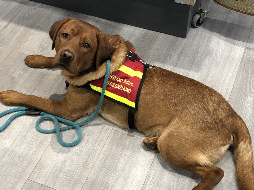 hundefuhrerschein-prufung-erfolgreich-bestehen-mit-unseren-tipps